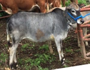 Micro Miniature Zebu