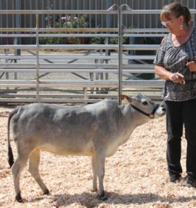 Micro Miniature Zebu