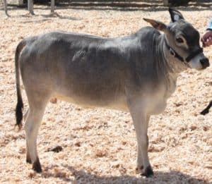 Zebu