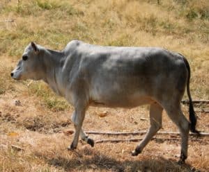 micro miniature zebu cattle