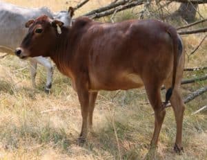 micro miniature zebu cattle