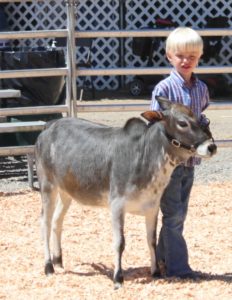 micro miniature zebu cattle