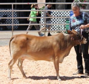 zebu miniature misty dob bwz sept ruby little