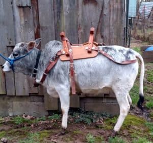 Micro Miniature Zebu