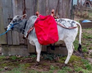 micro miniature zebu cattle