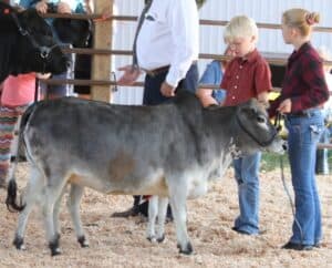 micro miniature zebu cattle