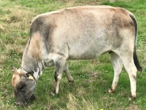 micro miniature zebu cattle