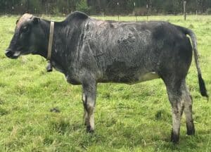 Zebu