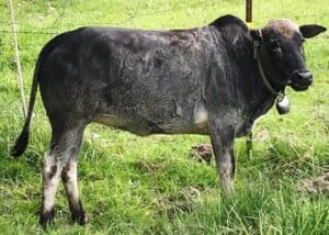 Zebu