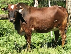 micro miniature zebu cattle