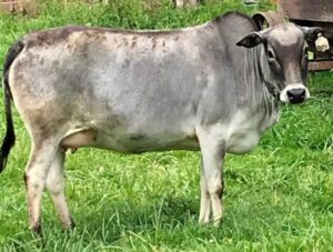 Zebu