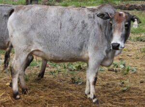 Zebu