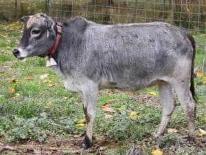 Zebu