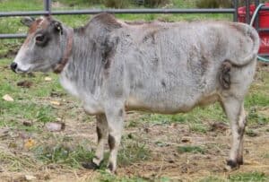 Zebu