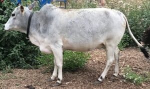 micro miniature zebu cattle