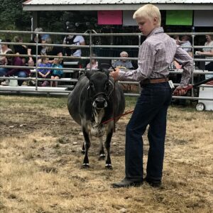 micro miniature zebu cattle