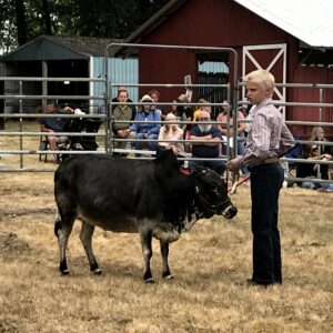 micro miniature zebu cattle