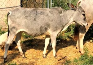 Zebu