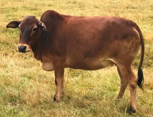 micro miniature zebu cattle