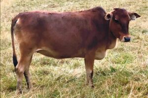 micro miniature zebu cattle