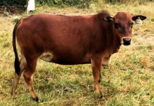 micro miniature zebu cattle