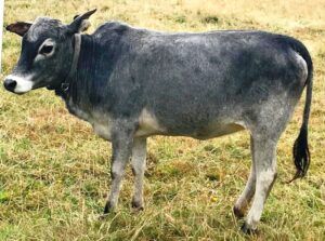 Zebu