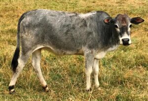 Zebu