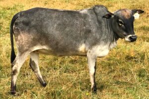 Zebu