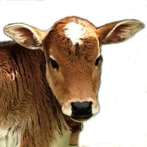 Smokey Valley Miniature Zebu