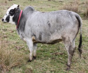 Zebu