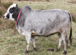 Zebu